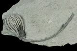 Crinoid (Pachylocrinus) Fossil - Crawfordsville, Indiana #125906-1